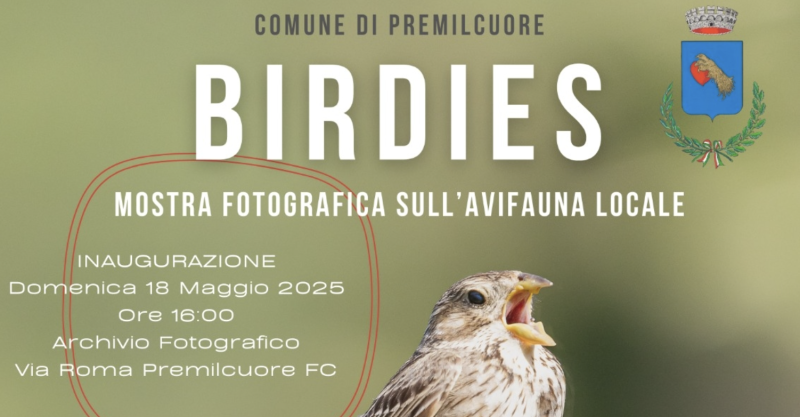 BIRDIES